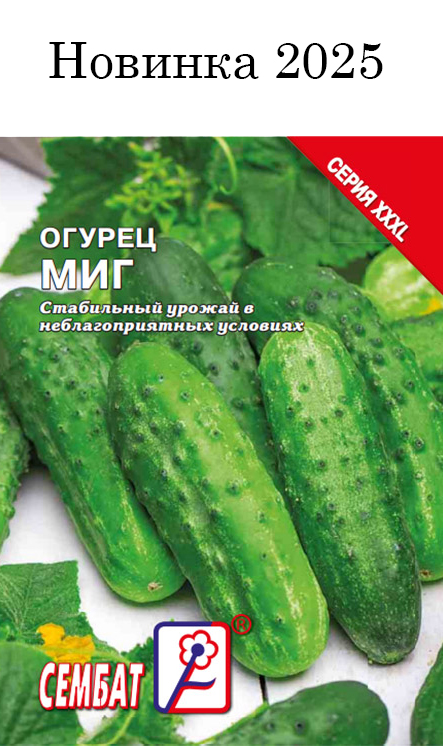 Кабачок Ролик Кабачок Ролик