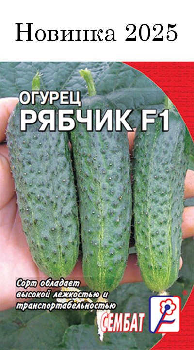 Кабачок Куанд Кабачок Куанд