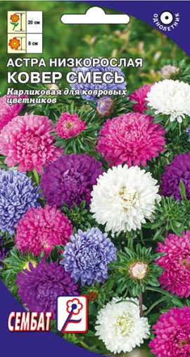 astra nizkoroslay kover smes sbat-31-01-ru