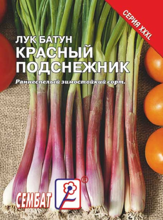 luk krasniy podsnezhnik