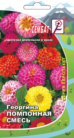 georgina pomponnaya smes sbat-30-02-ru