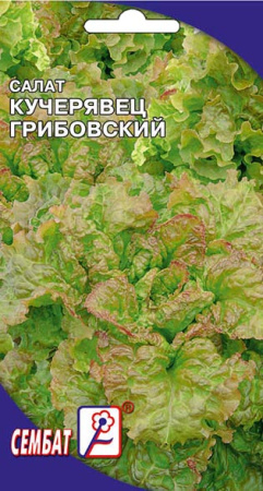salat kucherayvec gribovskii sbat-15-01-ru salat kucherayvec gribovskii sbat-15-01-ru