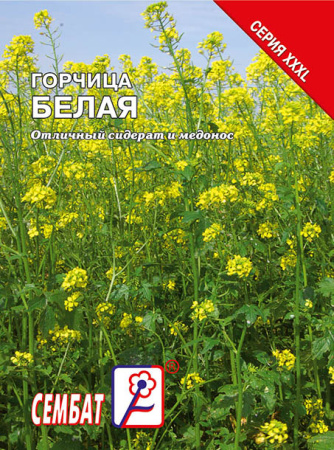 gorchica belaya sbat-281-04-ru