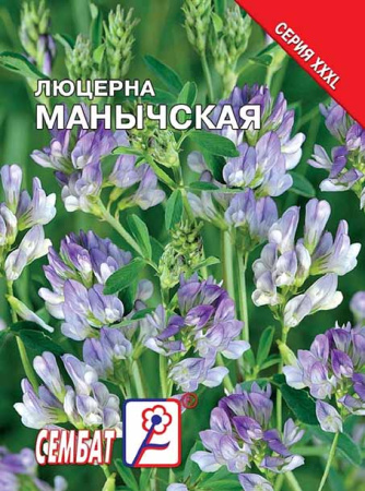 lucerna manichencskaya