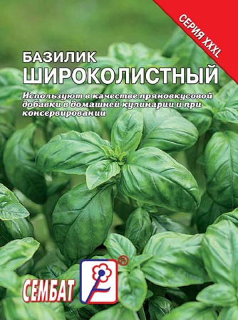 bazilik shirokolistniy