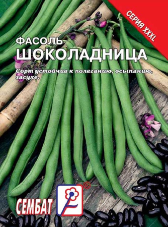 fasol schocoladnica fasol schocoladnica